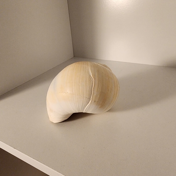 Seashell 🐚 - Picture 3 of 5